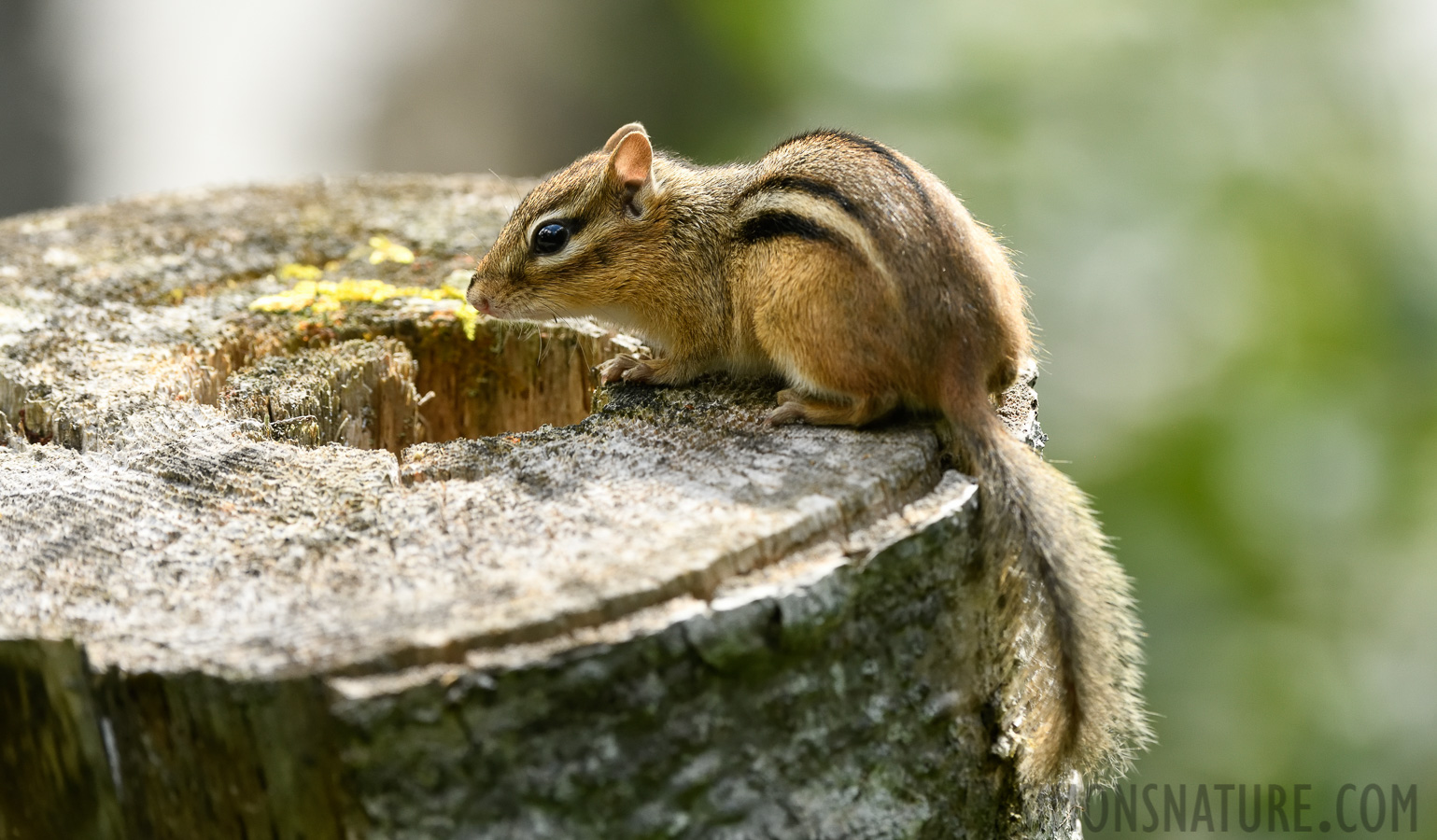 Tamias striatus lysteri [360 mm, 1/640 Sek. bei f / 7.1, ISO 1600]